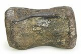Fossil Iguanodontid Dinosaur (Mantellisaurus) Vertebra - England #351245-1
